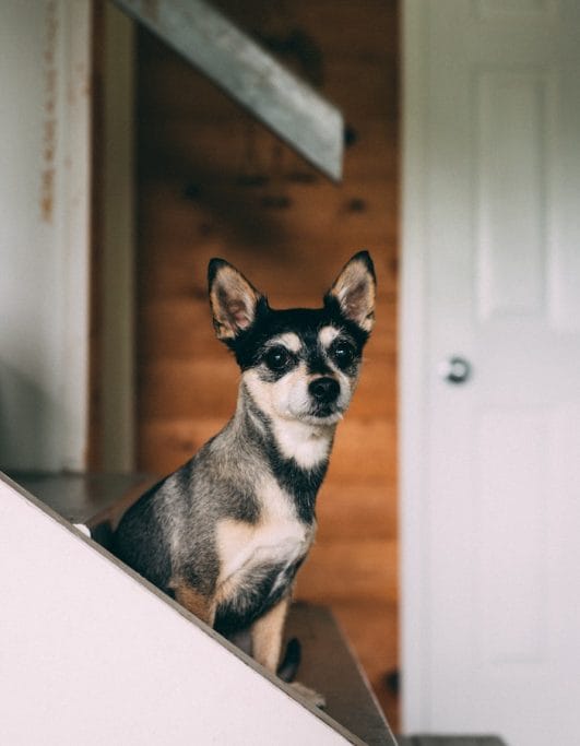 Why Do Chihuahuas Shake? 7 Reasons Behind This Behavior