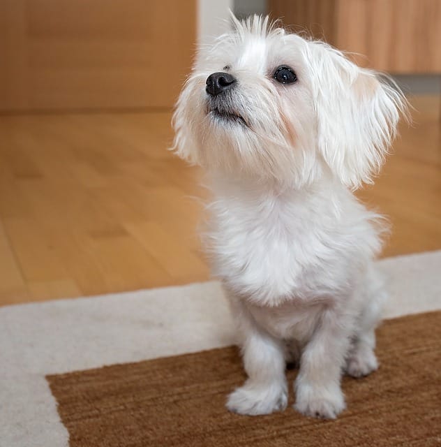 cute-small-white-dog-names