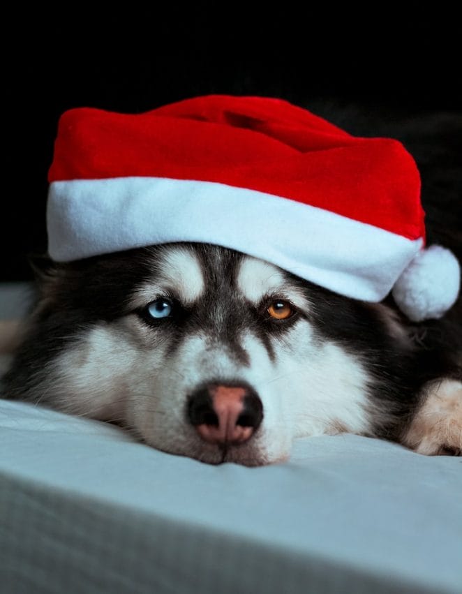 do-dog-stressed-at-christmas