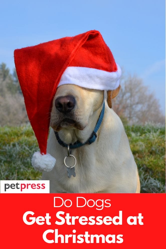 do dogs get stressed at christmas