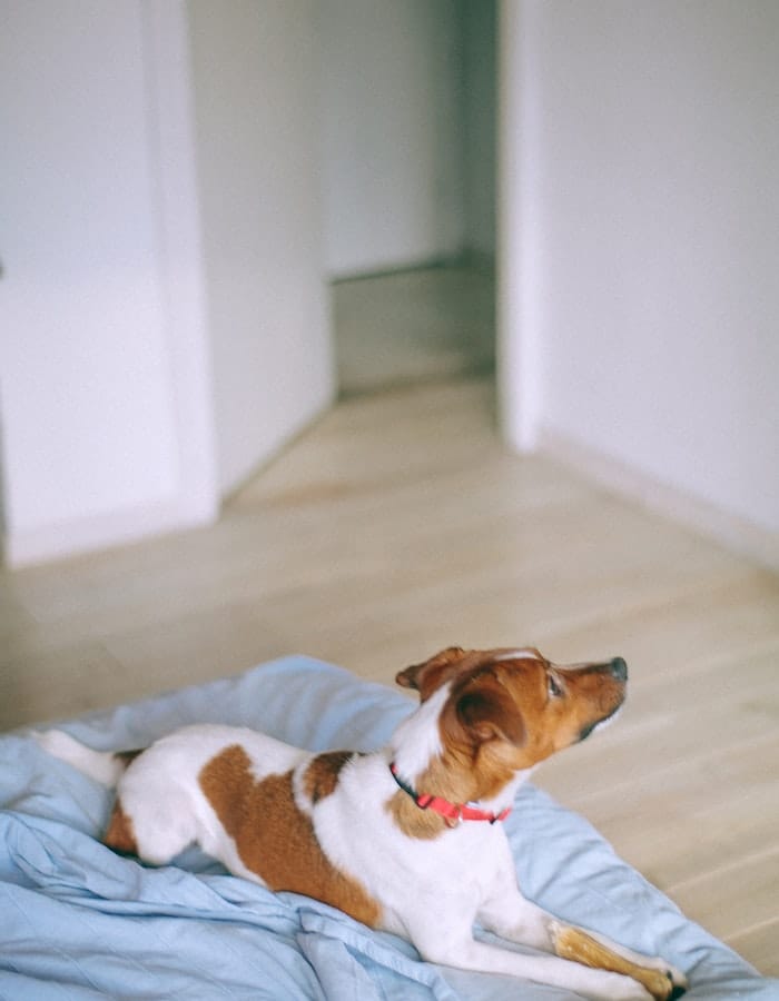 dog-awake