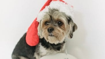 dog-celebrates-christmas