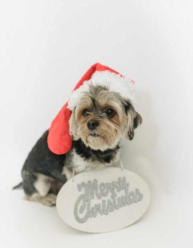 dog-celebrates-christmas