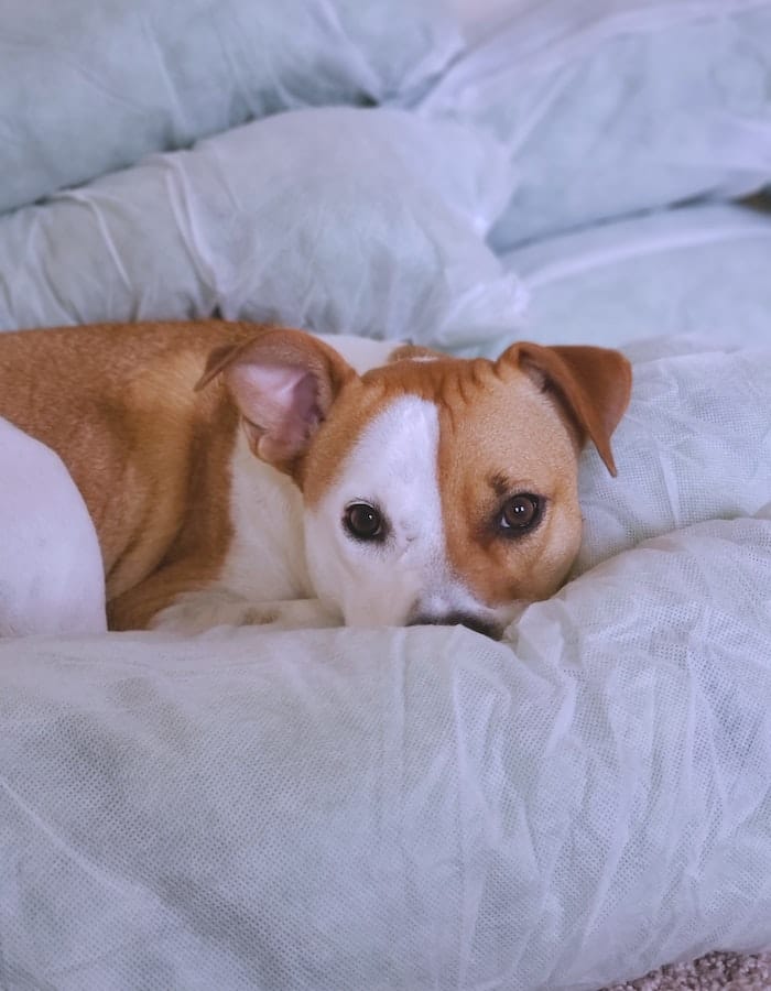 dog-easily-awake