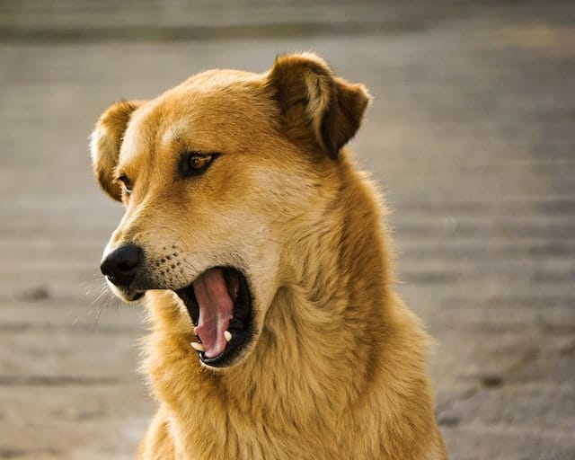 dog-growl