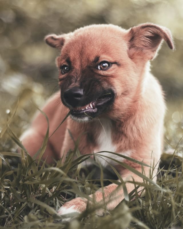 dog-growling