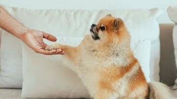 dog-hold-paw