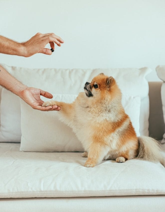 dog-hold-paw