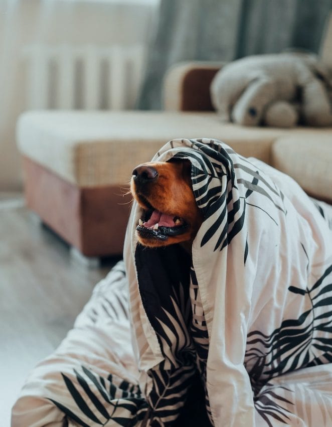 dog-in-blanket