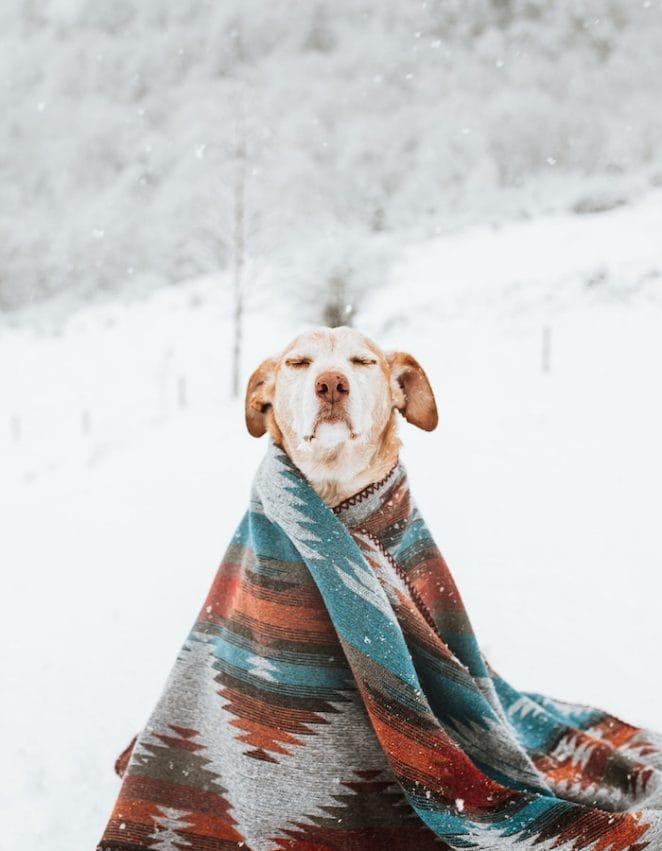 dog-in-blankets