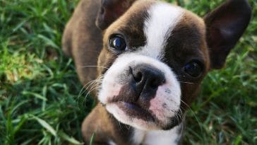 dog-kicks-after-poop