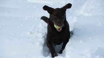 dog-likes-tennis-ball