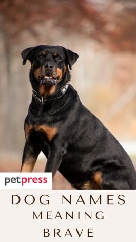 60 Dog Names Meaning Brave: The Bravest Names for Your Dog