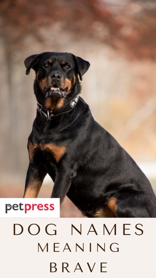 60 Dog Names Meaning Brave The Bravest Names For Your Dog