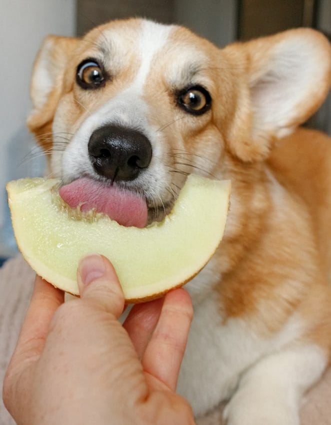 dog-not-chews