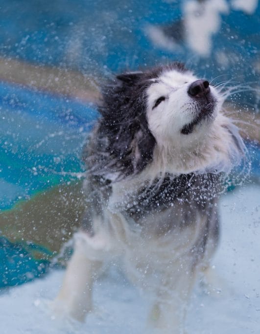 Why Do Dogs Shake Their Fur? 3 Reasons Behind This Behavior