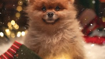 dog-stressed-at-christmas