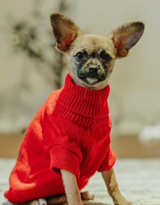 Can You Cut Dogs Whiskers? A Grooming Guide for Pet Owners