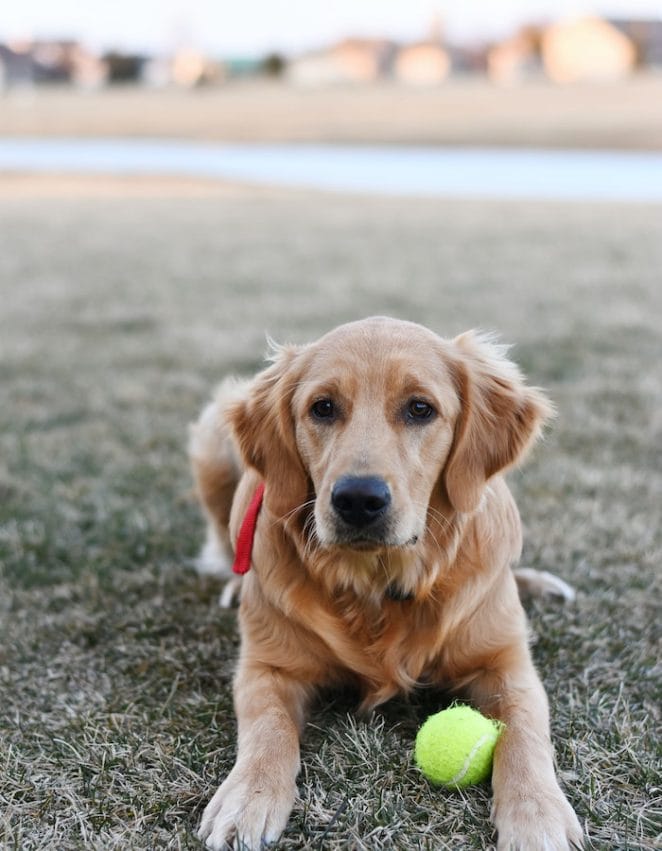dogs-like-tennis-ball