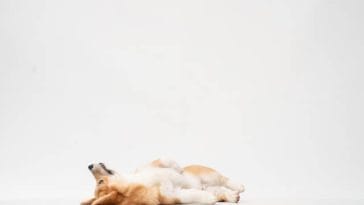 Corgi Laying Down