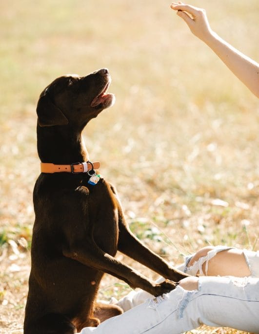 Badass Chocolate Lab Names 70+ Ideas for Brown Labrador Dog