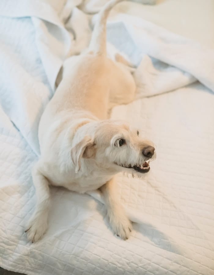 female-big-white-dog-names