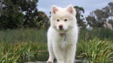 fluffy-small-white-dog-names