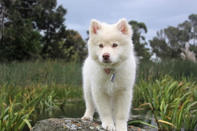 fluffy-small-white-dog-names