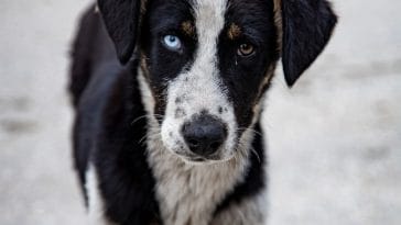 how-dog-perceived-me