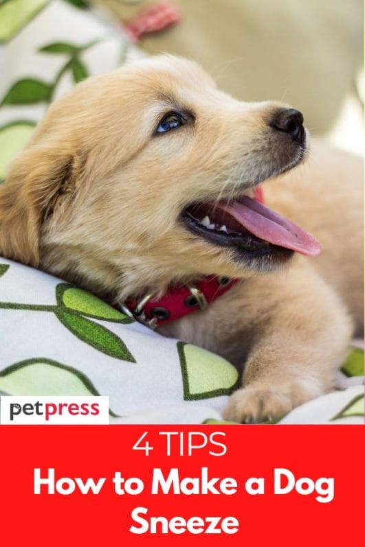 How to Make a Dog Sneeze 4 Fun and Effective Tricks