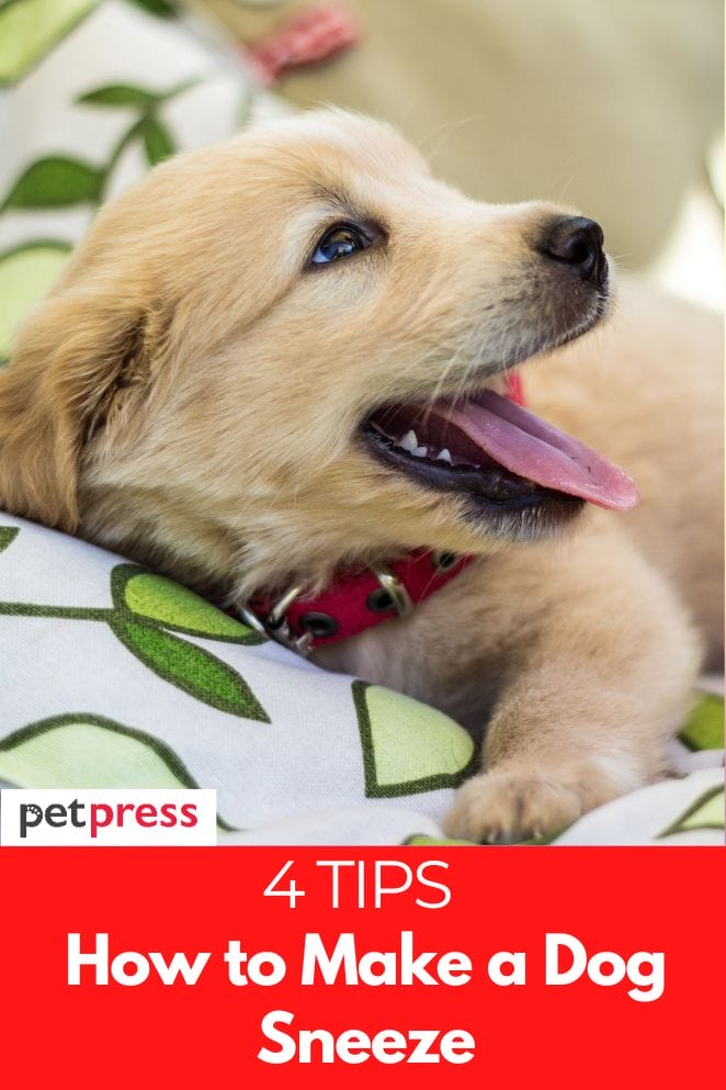 How to Make a Dog Sneeze 4 Fun and Effective Tricks