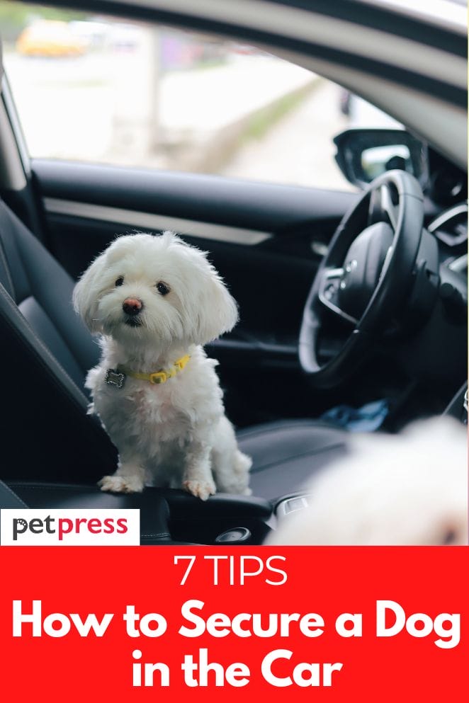 how to secure dog in the car