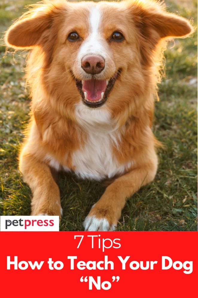 how to teach a dog no