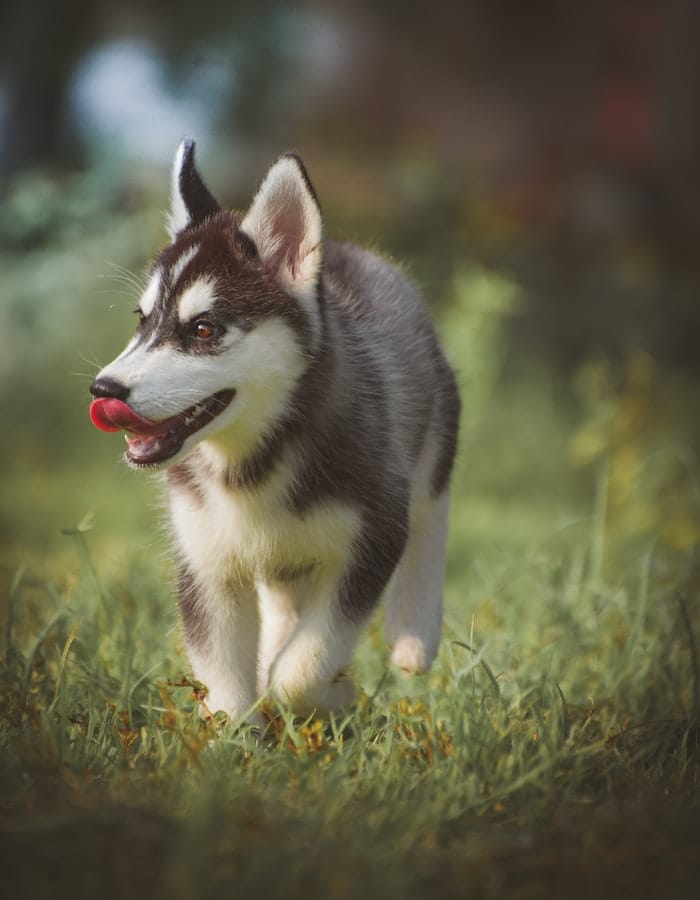 husky-in-hot-weather