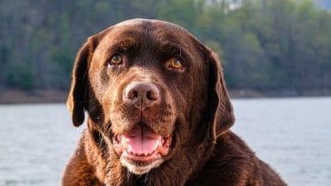 male-badass-chocolate-lab-names