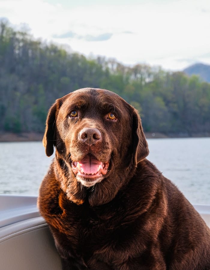 male-badass-chocolate-lab-names