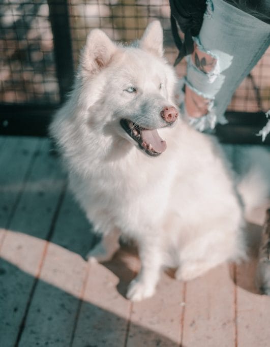 Big White Dog Names