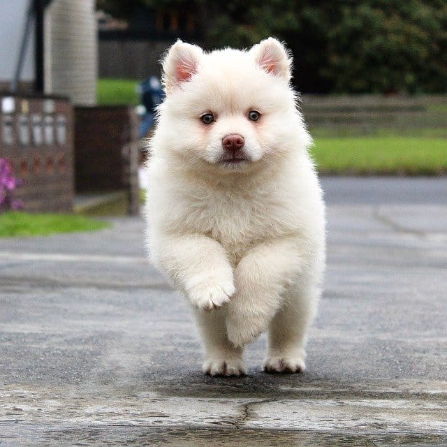 120 Small White Dog Names For Your Cute And Fluffy Puppies