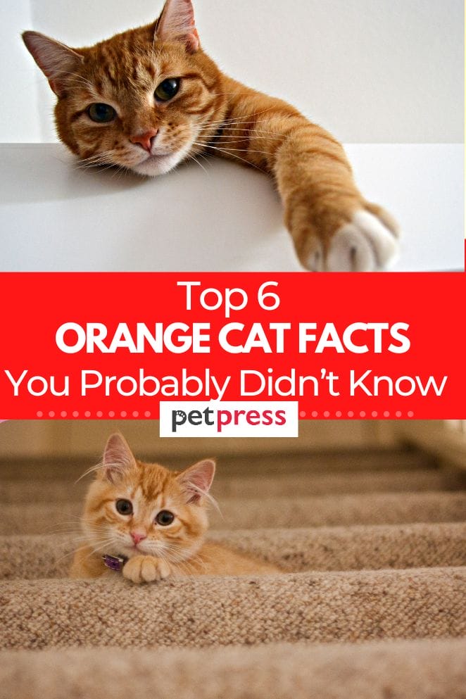 orange-cat-facts