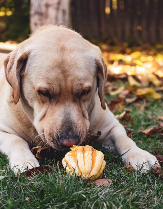 What Scent Do Dogs Hate? 8 Scents That Dogs Hate The Most