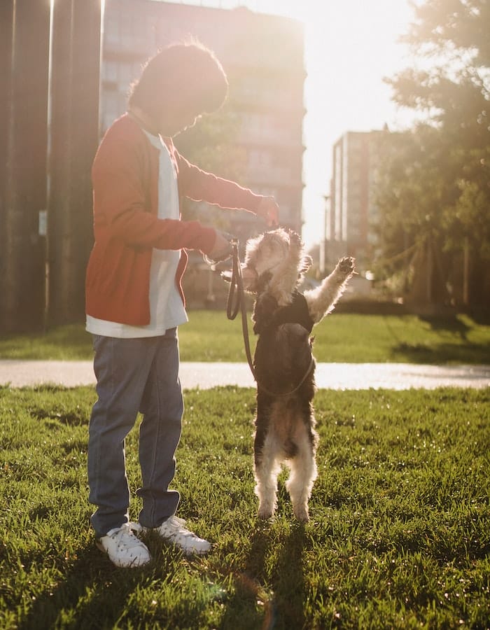 teach-a-dog