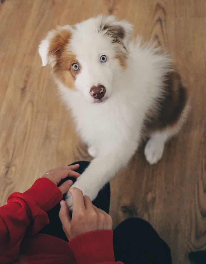 teach-dog