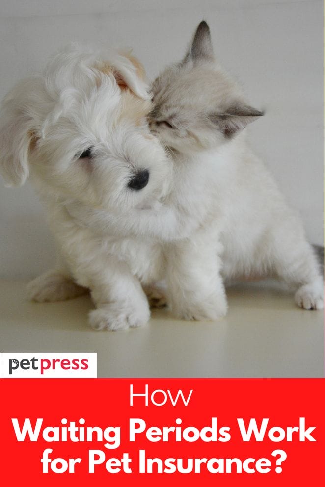 How Did Waiting Periods Work for Pet Insurance?