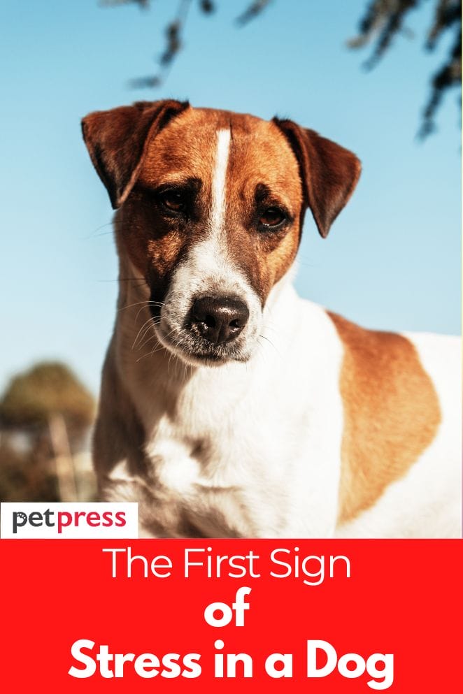 what are the first signs of stress in a dog