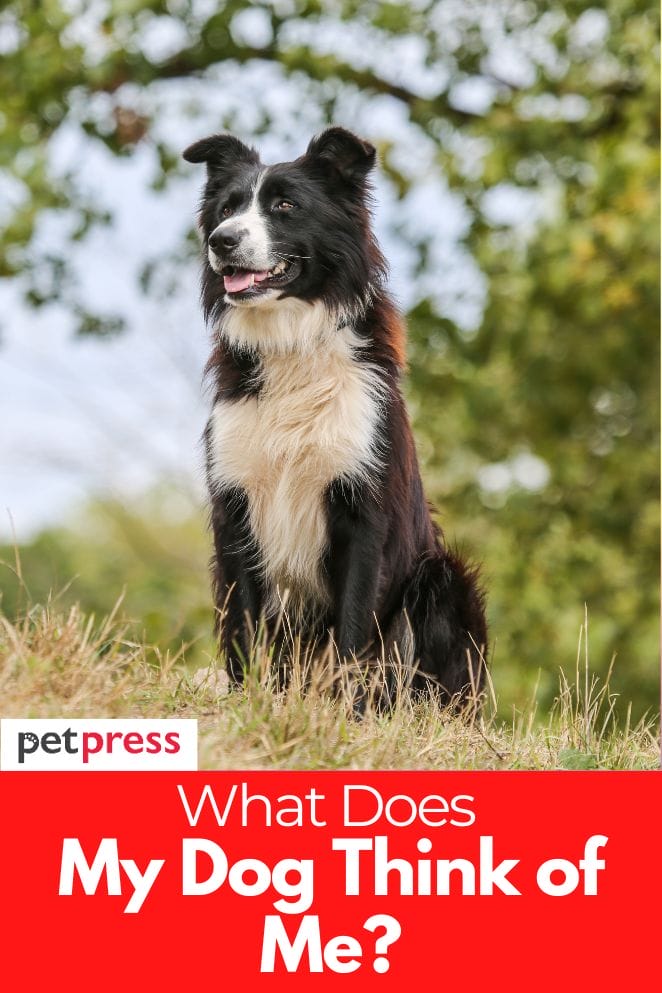 What Does My Dog Think of Me? Understanding Your Dogs What Does My Dog Think of Me? Understanding Your Dogs