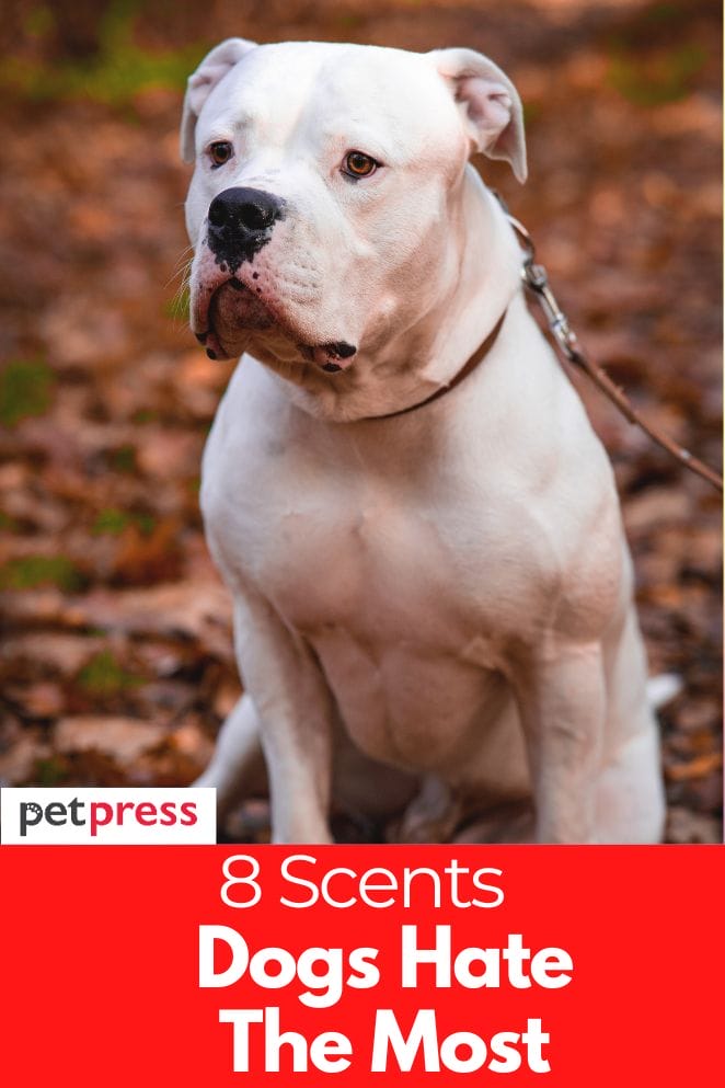 what scent do dogs hate