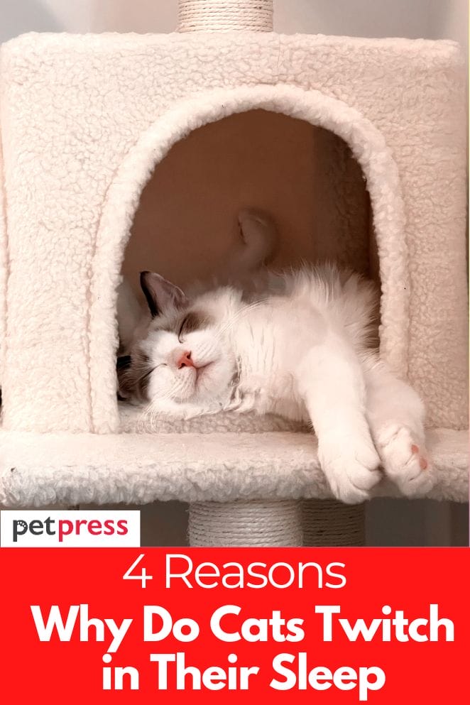 why-do-cats-twitch-in-their-sleep-8-reasons-i-discerning-cat