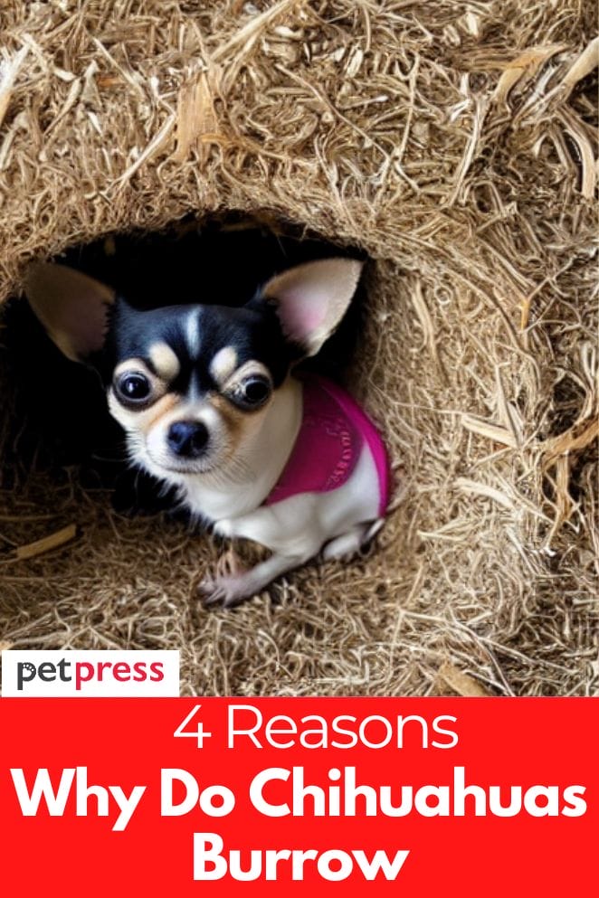 Why Do Chihuahuas Burrow? 4 Reasons Behind This Behavior