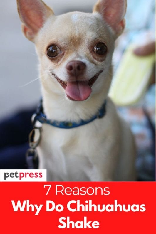 Why Do Chihuahuas Shake? 7 Reasons Behind This Behavior