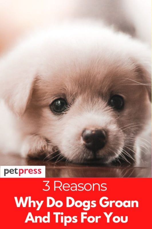 why-do-dogs-groan-3-surprising-reasons-for-groaning-dogs